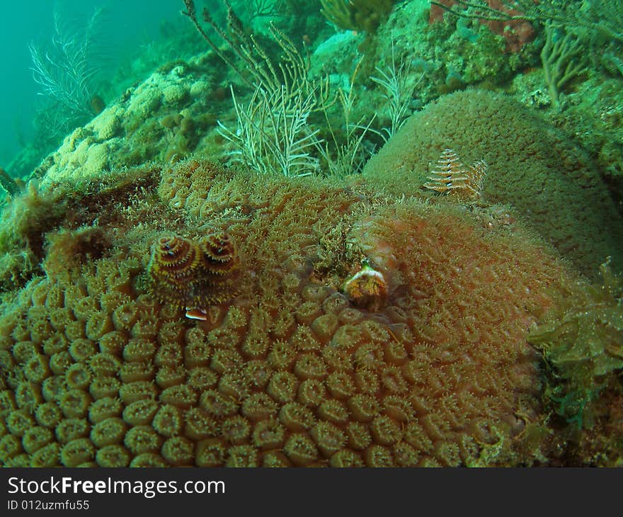 Coral Reef And Christmas Trees