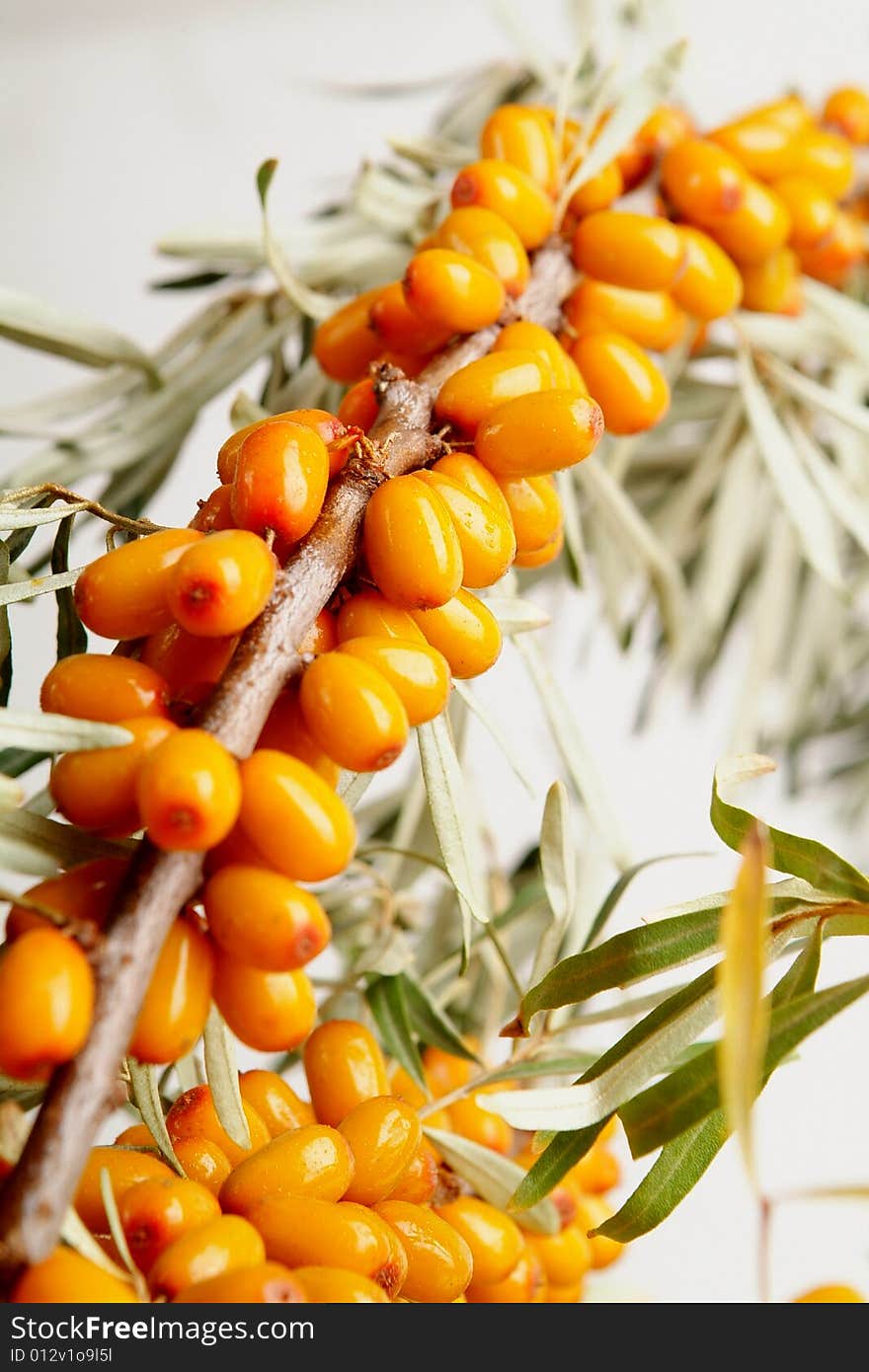 Ripe berries of sea-buckthorn berries