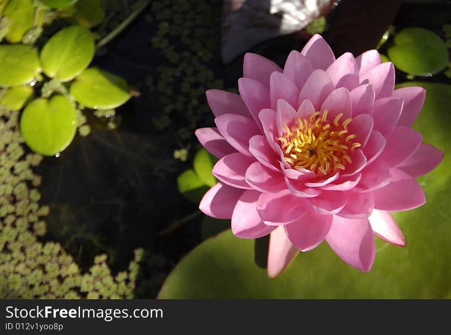 Blossom water lily and leafs