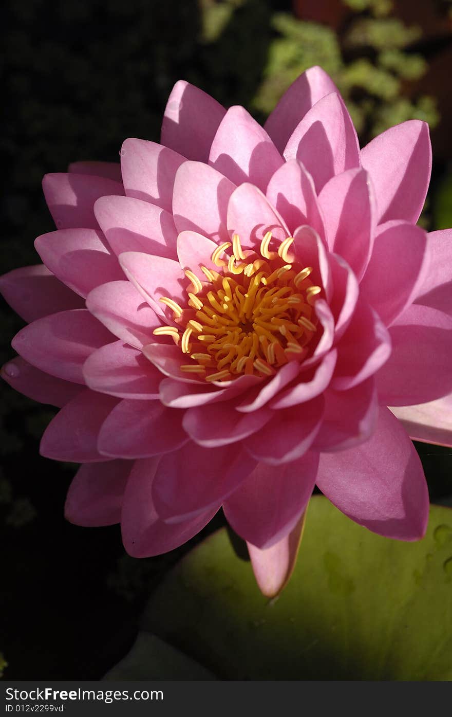 Blossom water lily and leafs