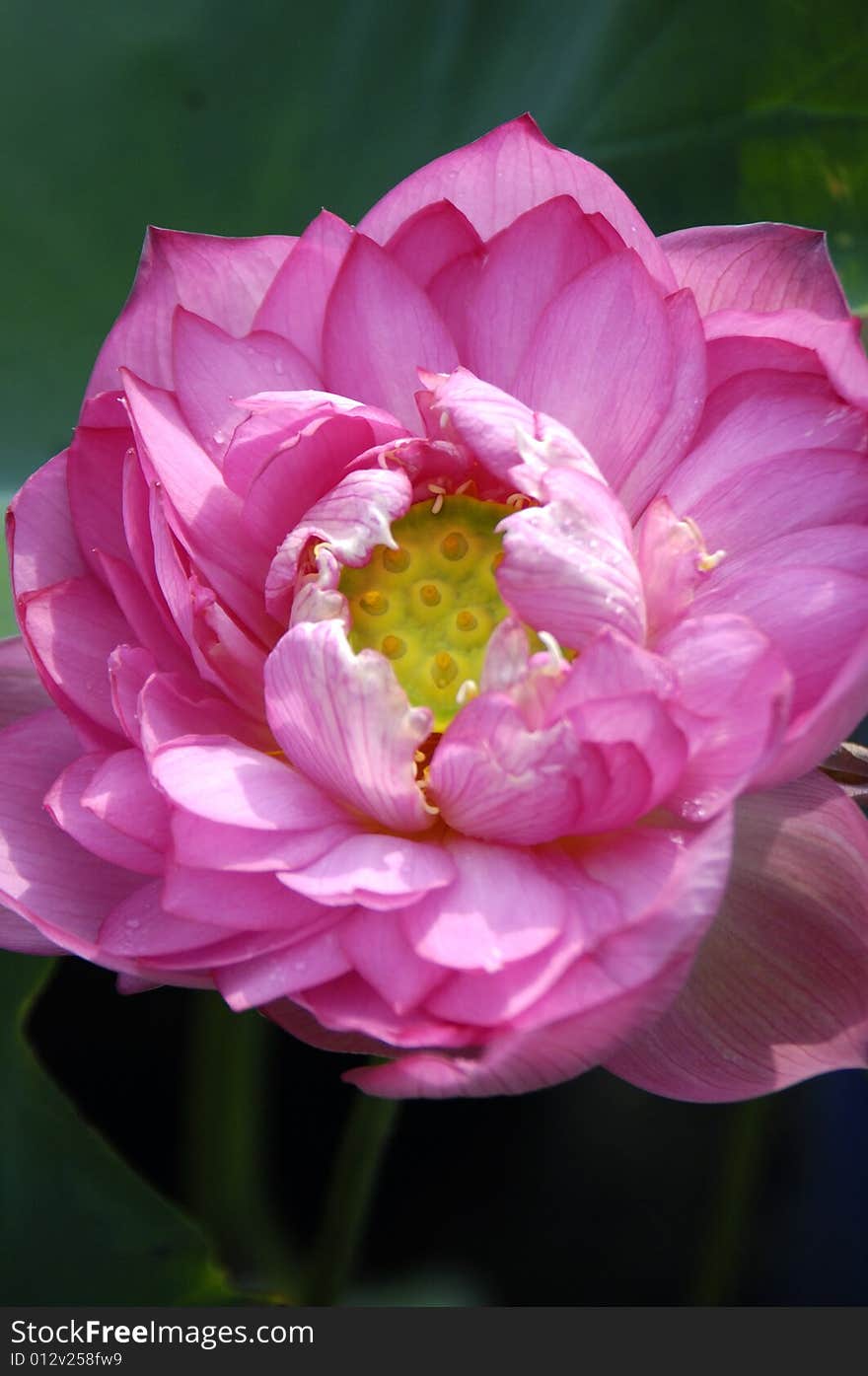 Blossom water lily and leafs