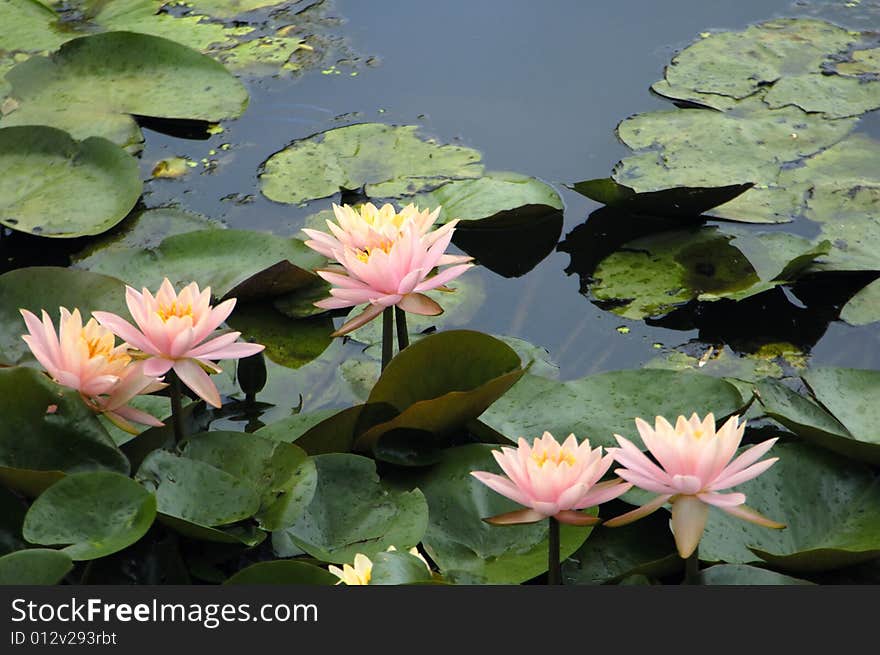 Blossom water lily and leafs