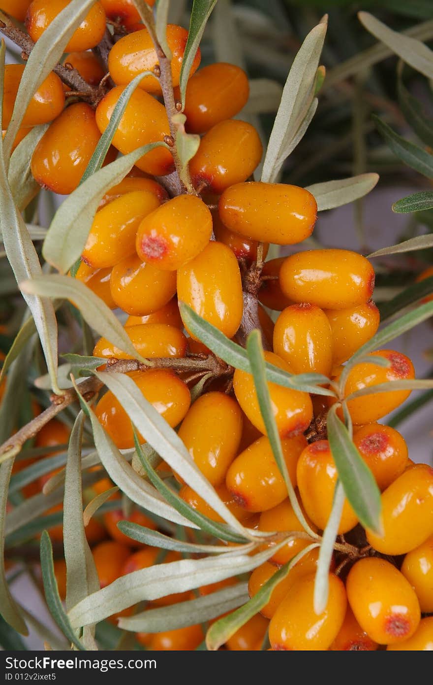 Ripe berries of sea-buckthorn berries