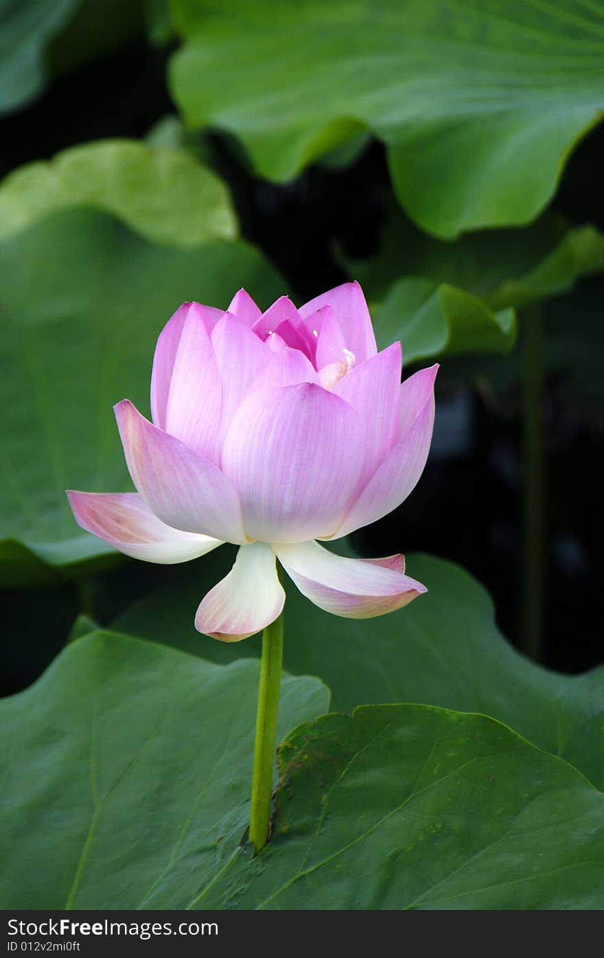 Blossom water lily and leafs