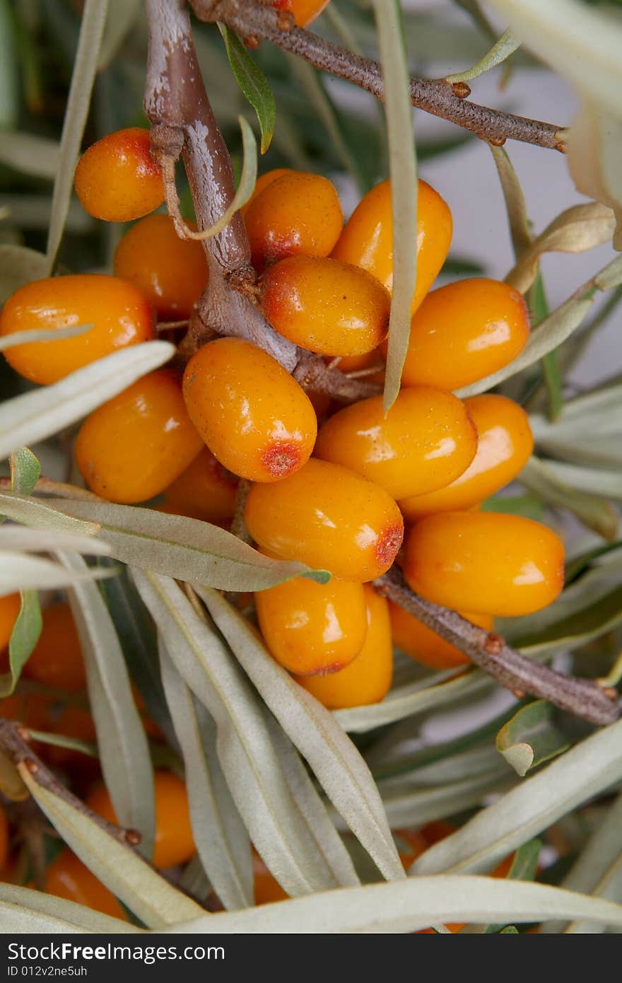 Sea-buckthorn berries