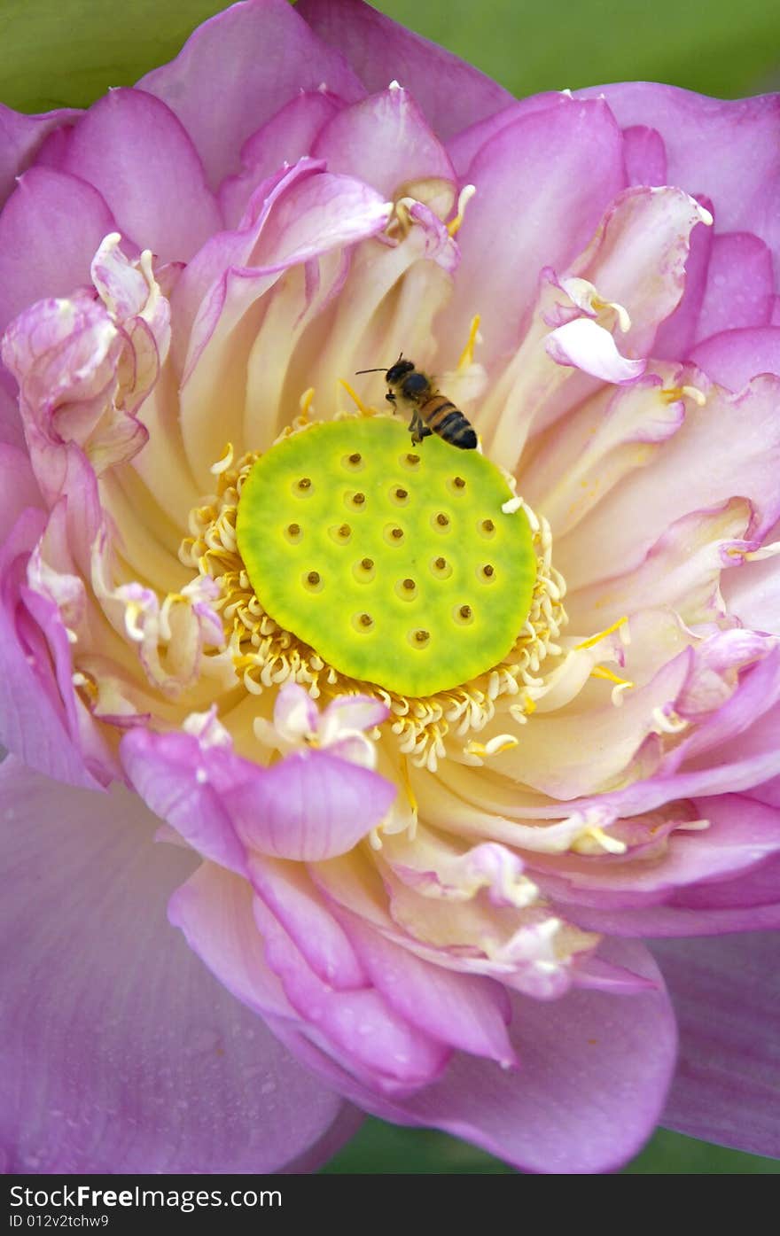 Blossom water lily and leafs