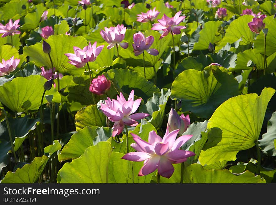 Blossom water lily and leafs