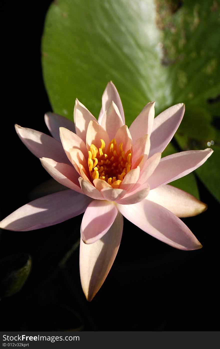 Blossom water lily and leafs