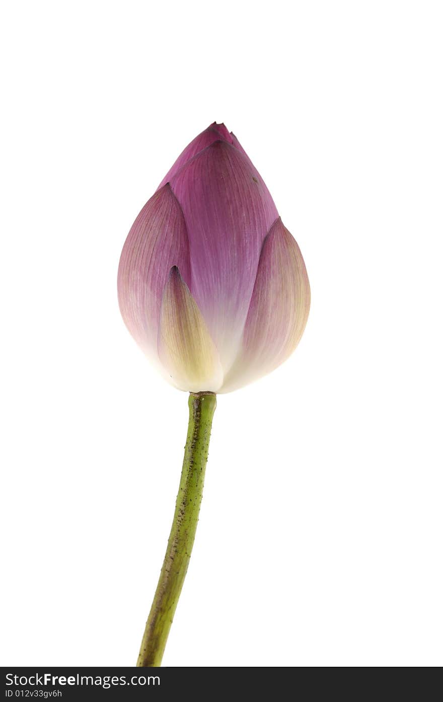 A beautiful pink water lily