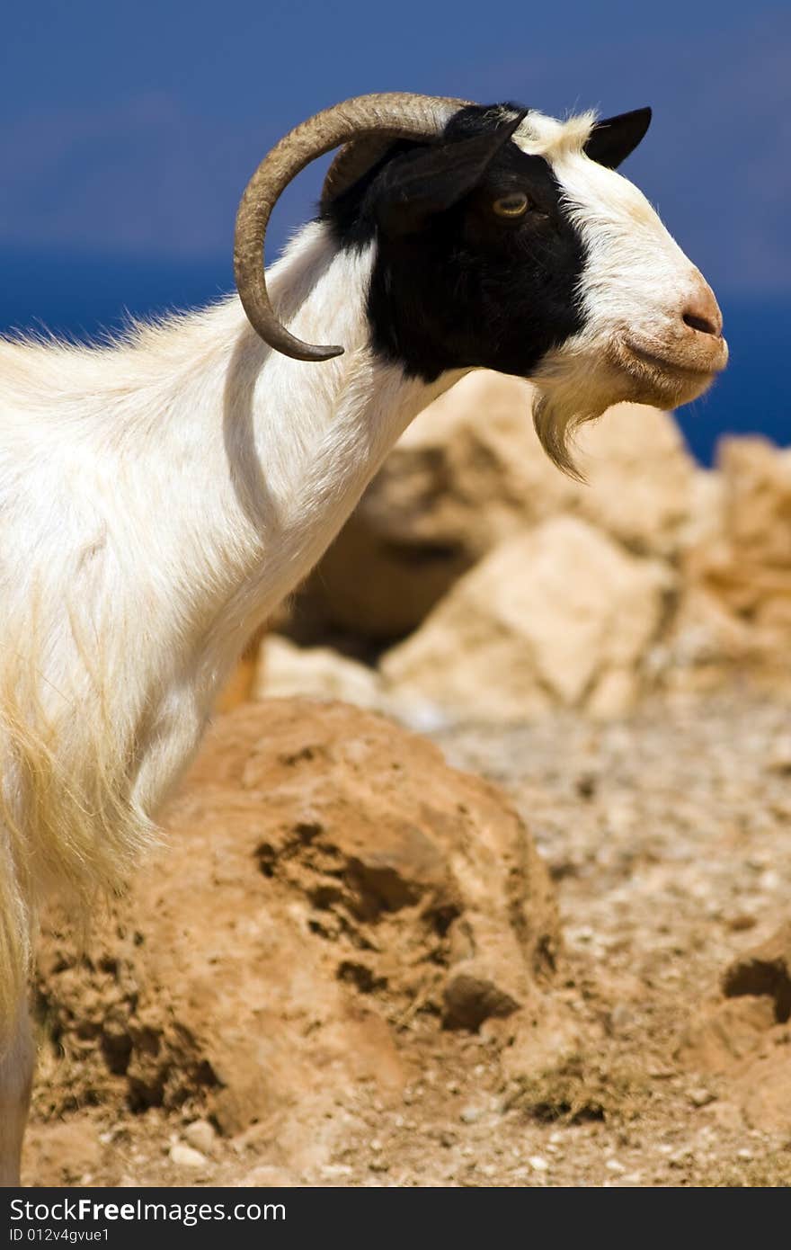 It's a goat! Captured in mountains, Crete, Greece.