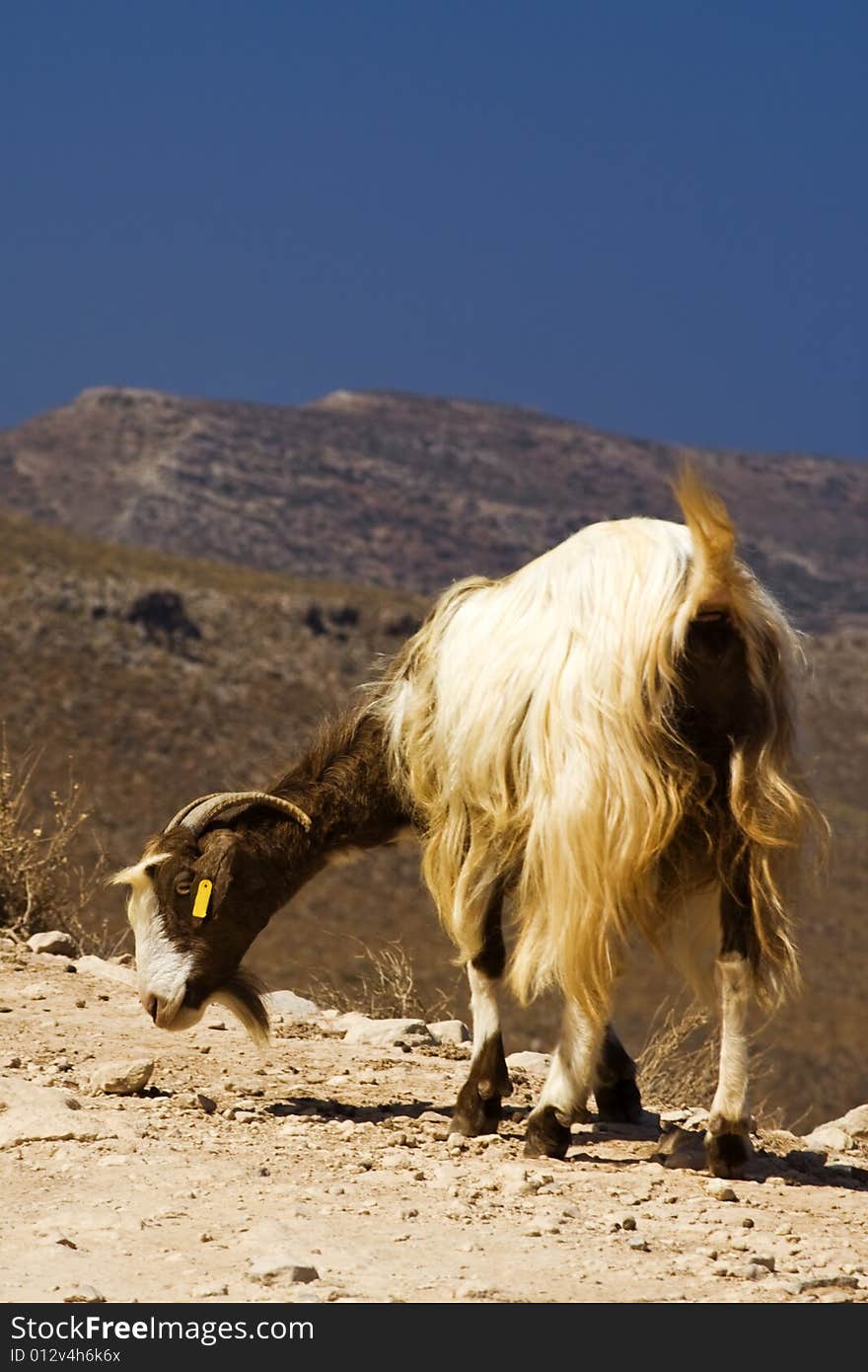 Goat making a realy funny pose. Goat making a realy funny pose