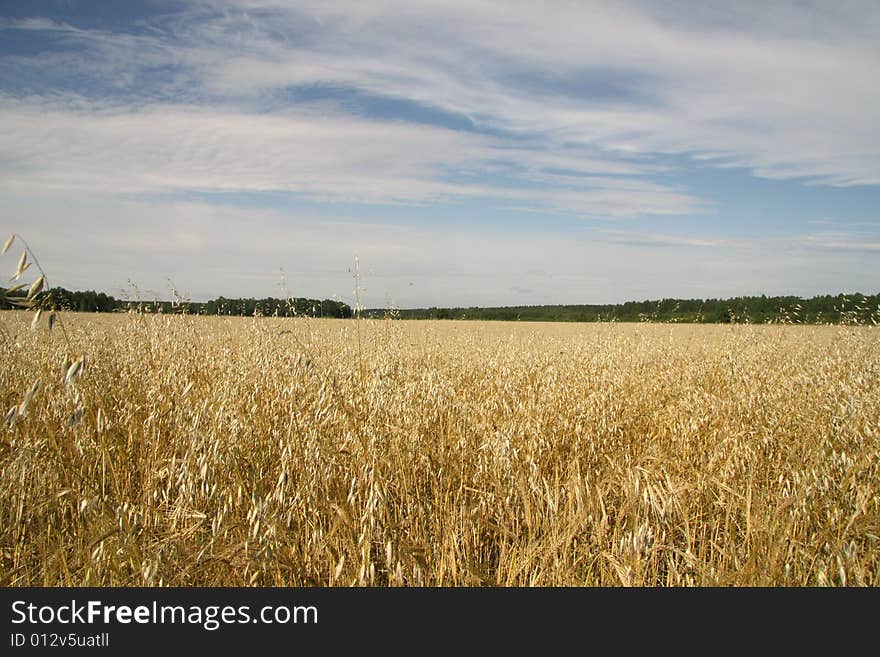 Oats field, blue sky and forest. Oats field, blue sky and forest