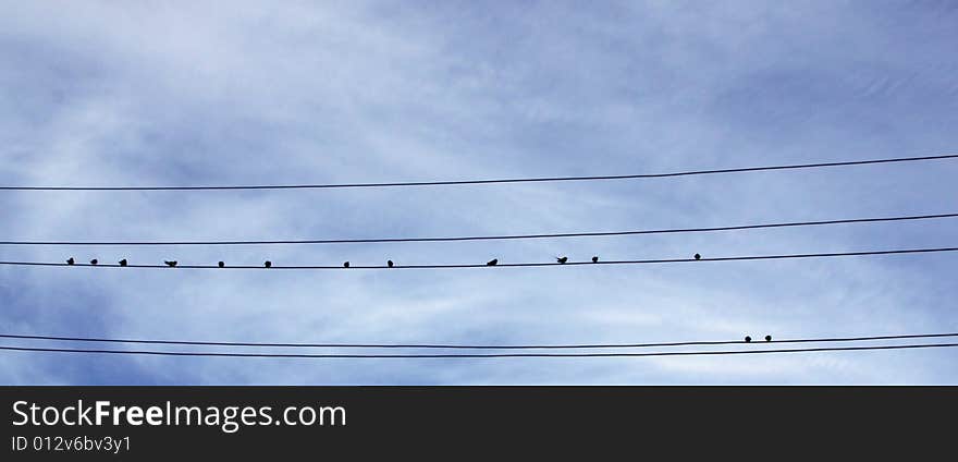 Silhouettes of birds sitting on wires. Silhouettes of birds sitting on wires