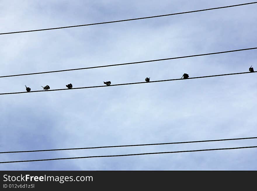 Silhouettes of birds sitting on wires. Silhouettes of birds sitting on wires