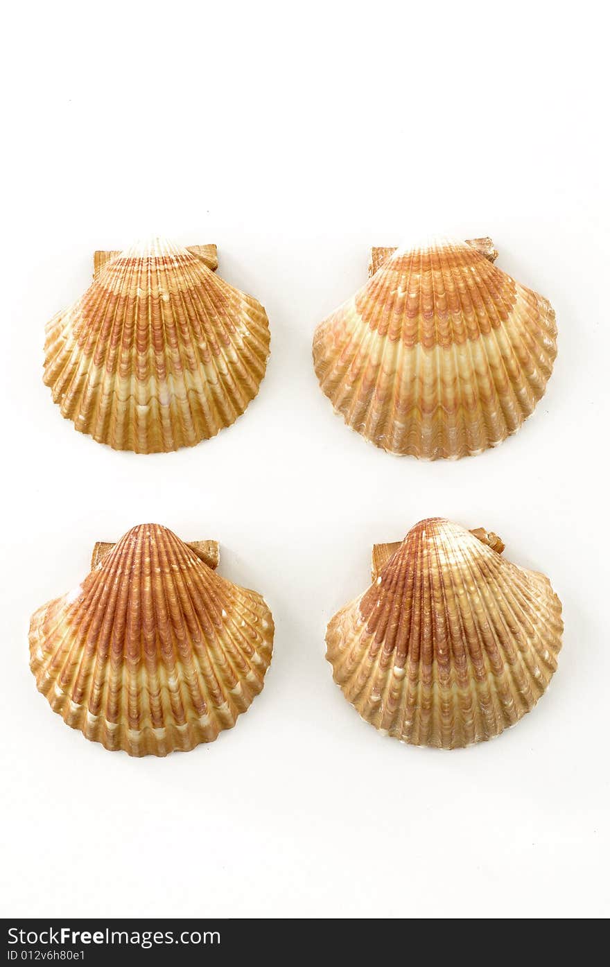 Beach objects. Shells isolated on white