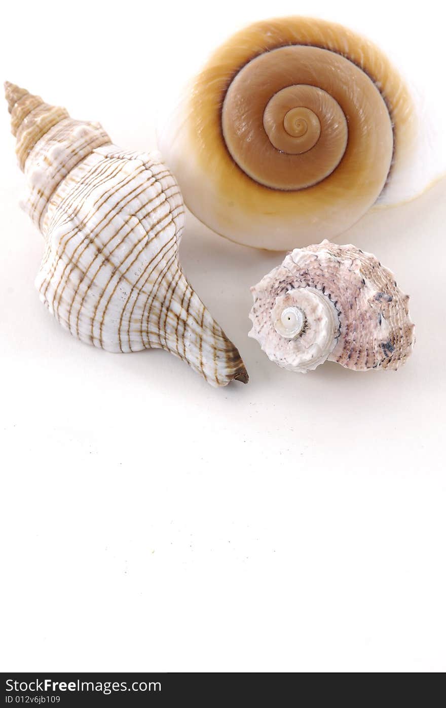 Shells