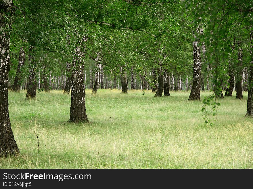 Birch forest