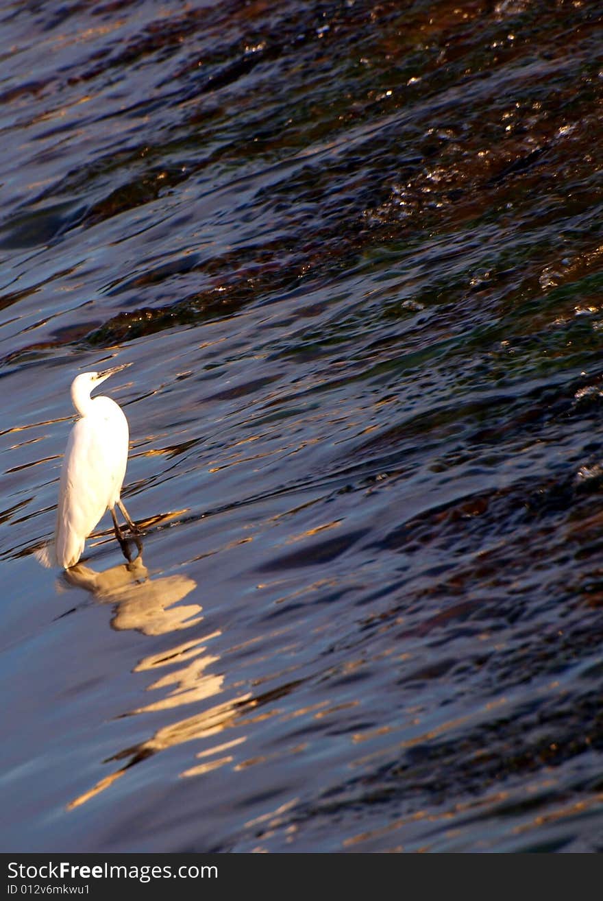 White Stork