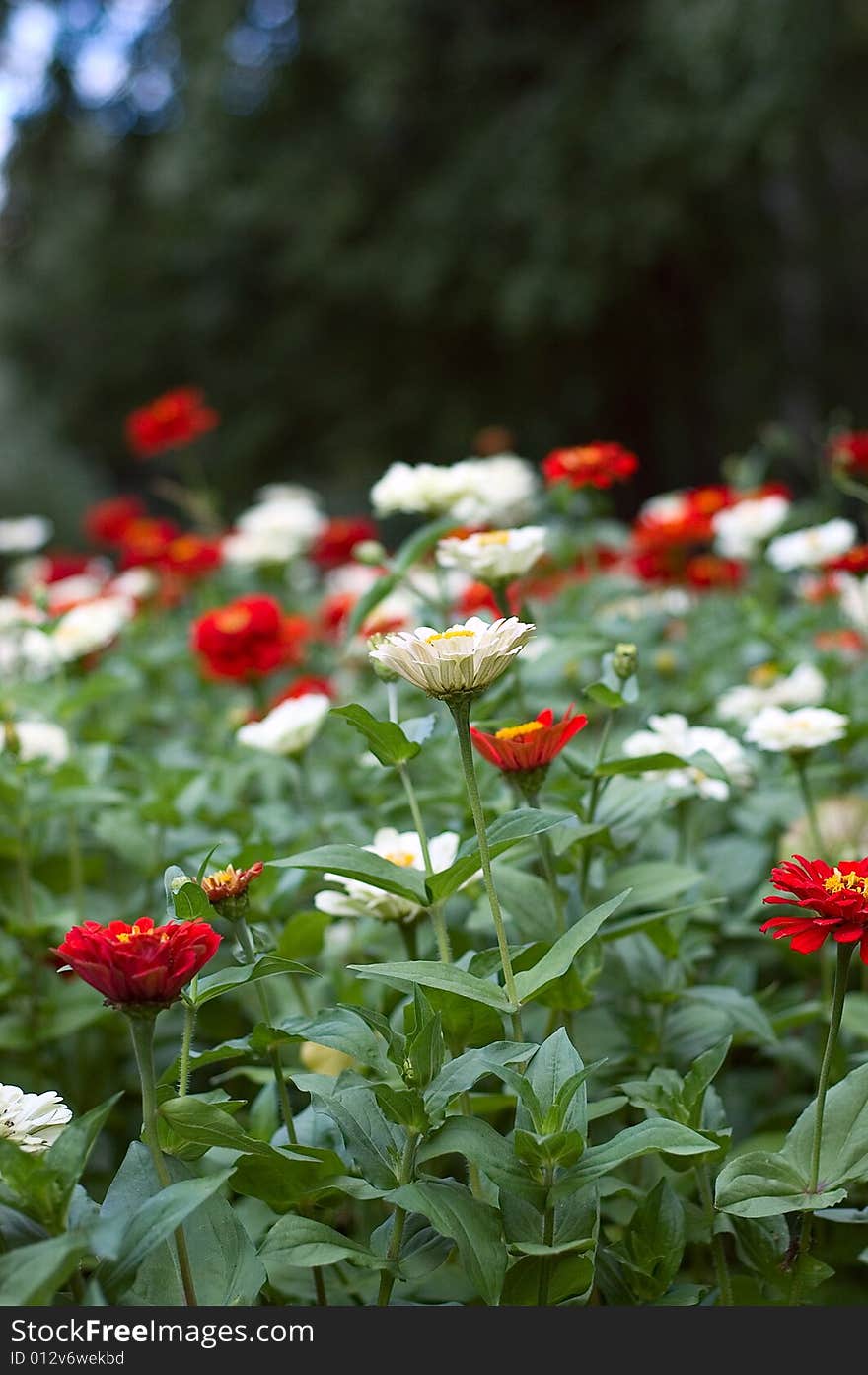 Flowerbed with a colored flowers