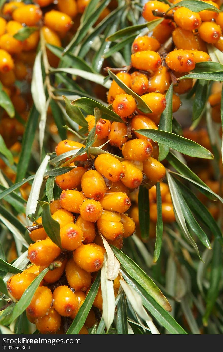 Sea-buckthorn berries