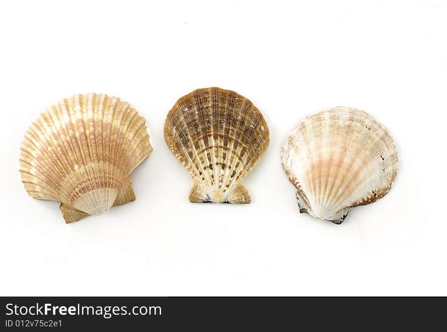 Beach objects. Shells isolated on white