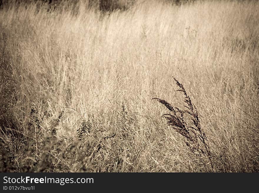 Photo of a field with sepia-like tones. Photo of a field with sepia-like tones