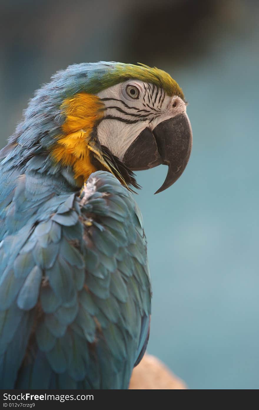 Blue Parrot's portrait (Blue-throated macaw)