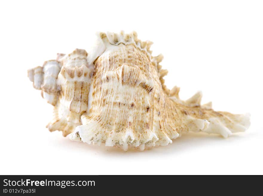 Beach objects. Shells isolated on white