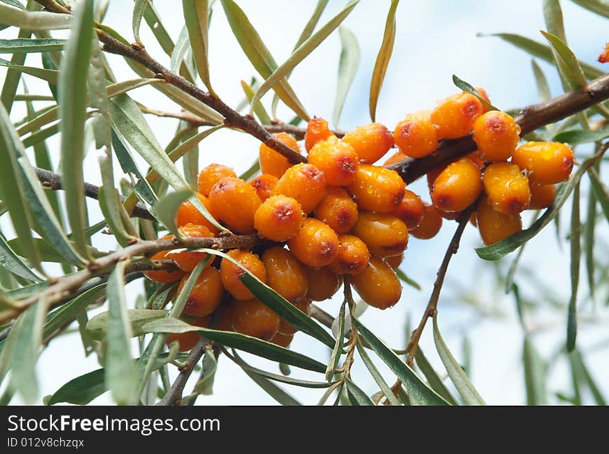 Ripe berries of sea-buckthorn berries