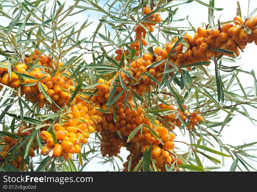 Sea-buckthorn berries