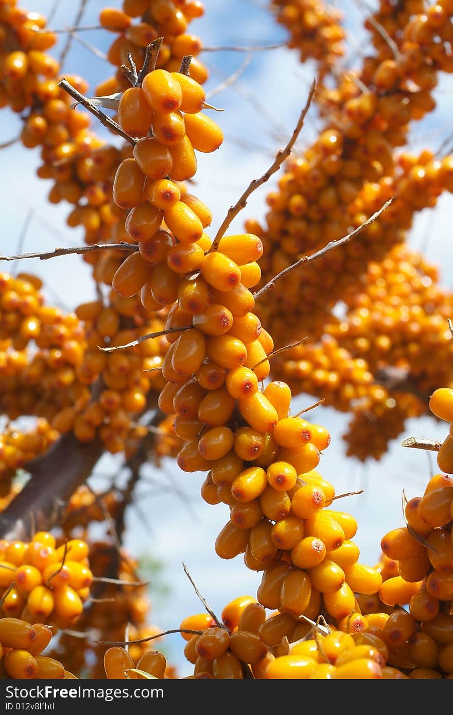 Sea-buckthorn berries