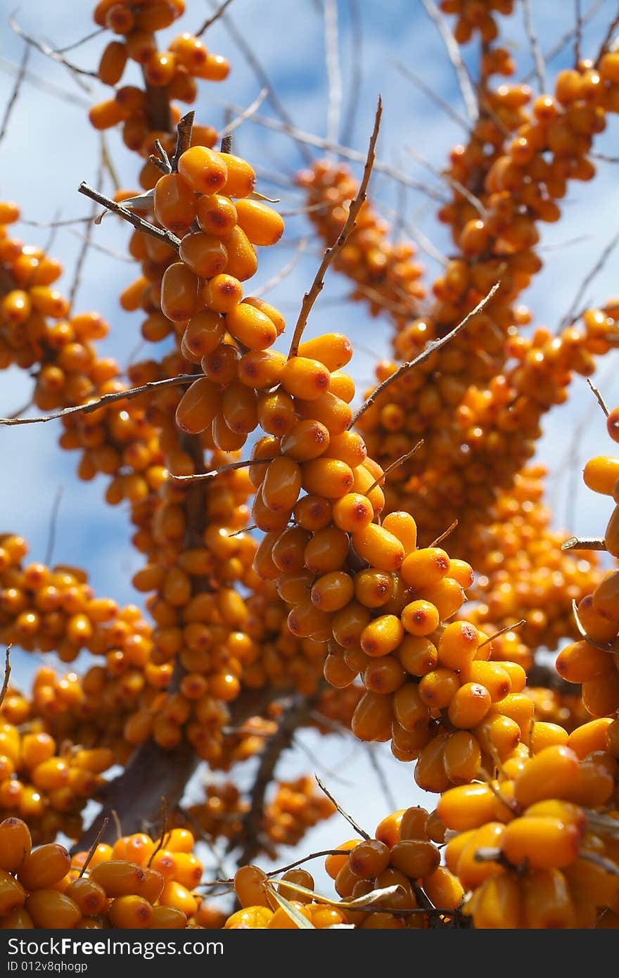 Sea-buckthorn berries