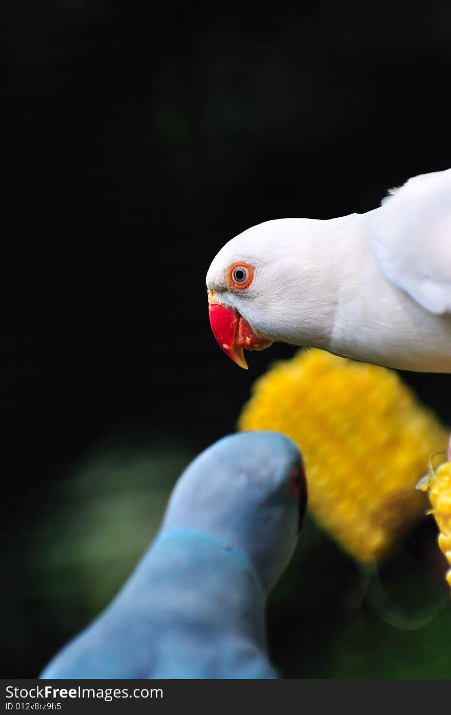 Indian Ring Necked Parakeet Series 7