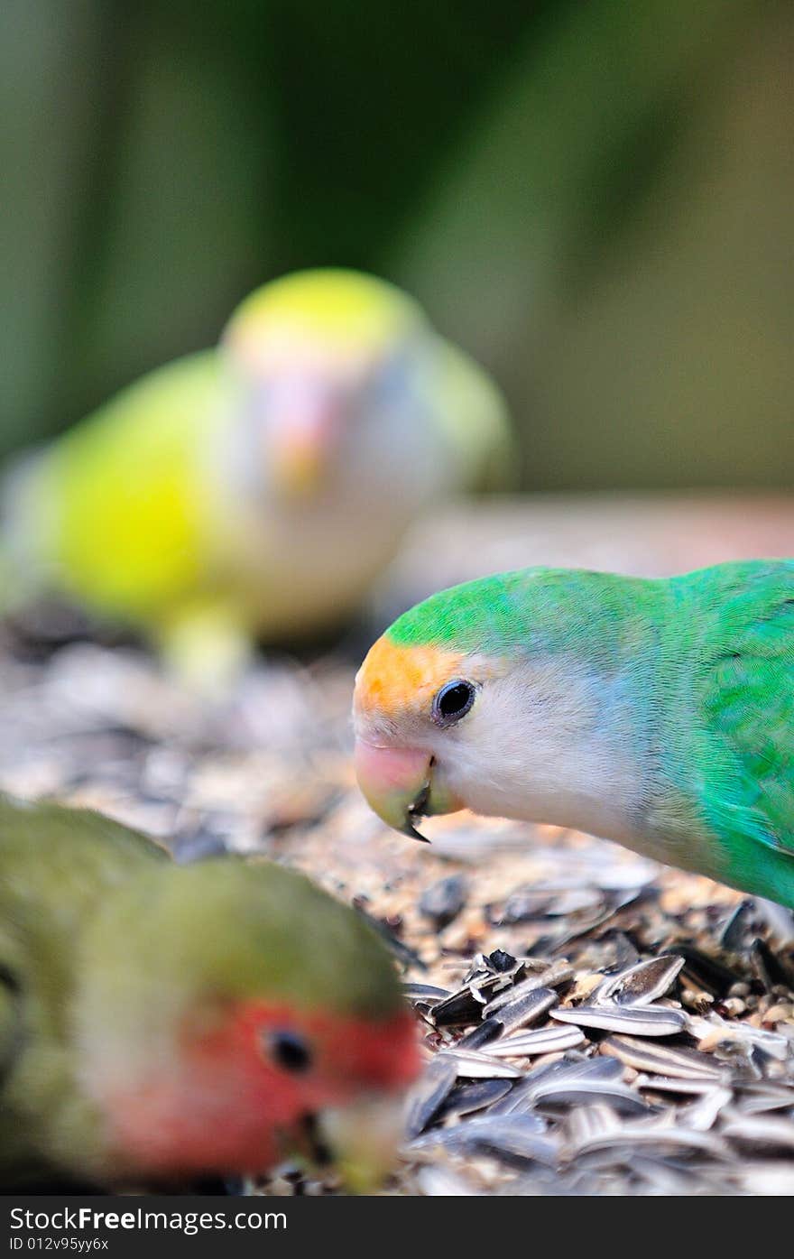 Indian Ring Necked Parakeet Series 4