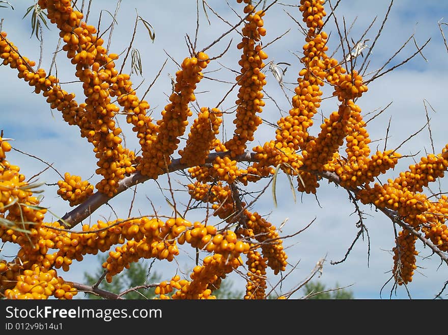 Ripe berries of sea-buckthorn berries