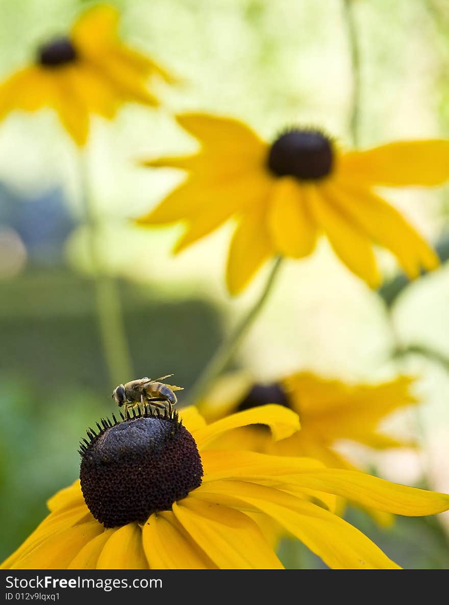 Close-up bee on flower