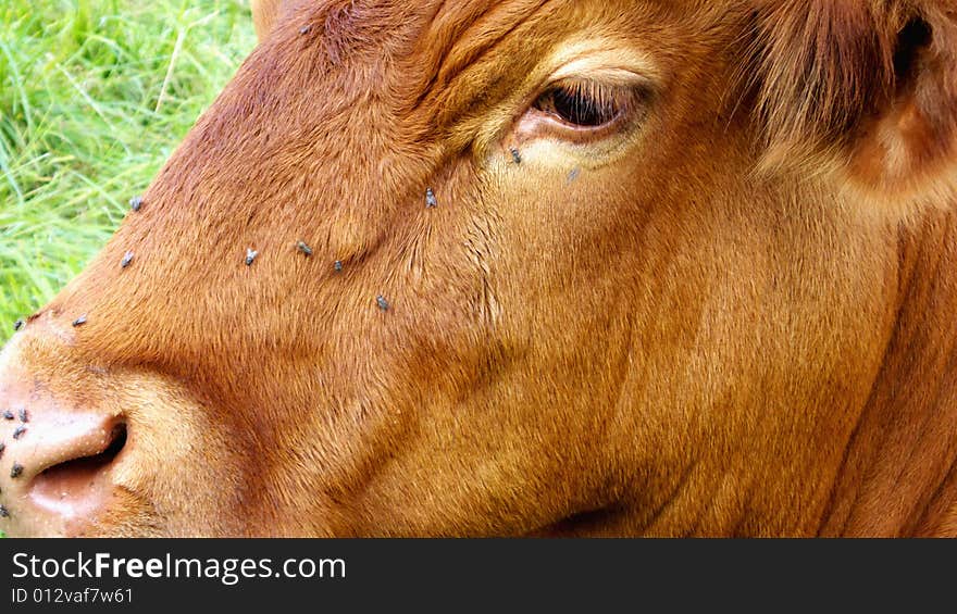 Cow with Flies