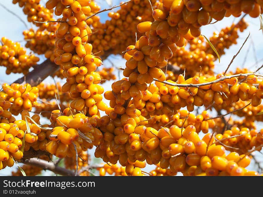 Ripe berries of sea-buckthorn berries