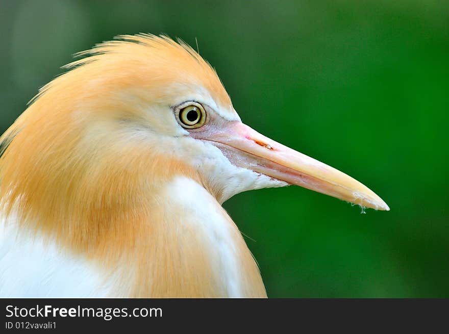 A bird portrait of a cattle egret. A bird portrait of a cattle egret