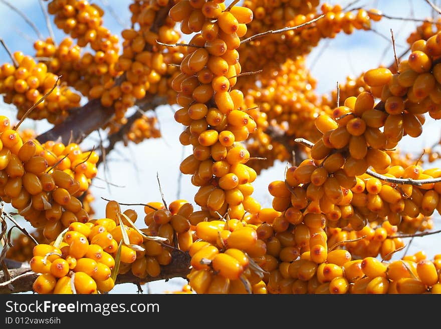 Sea-buckthorn berries