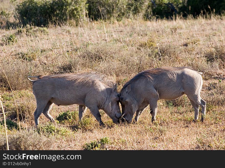 Warthog fighting for territory in the addo national park in south africa. Warthog fighting for territory in the addo national park in south africa