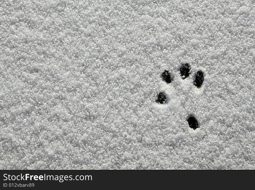 Animal footprint on fresh snow. Animal footprint on fresh snow