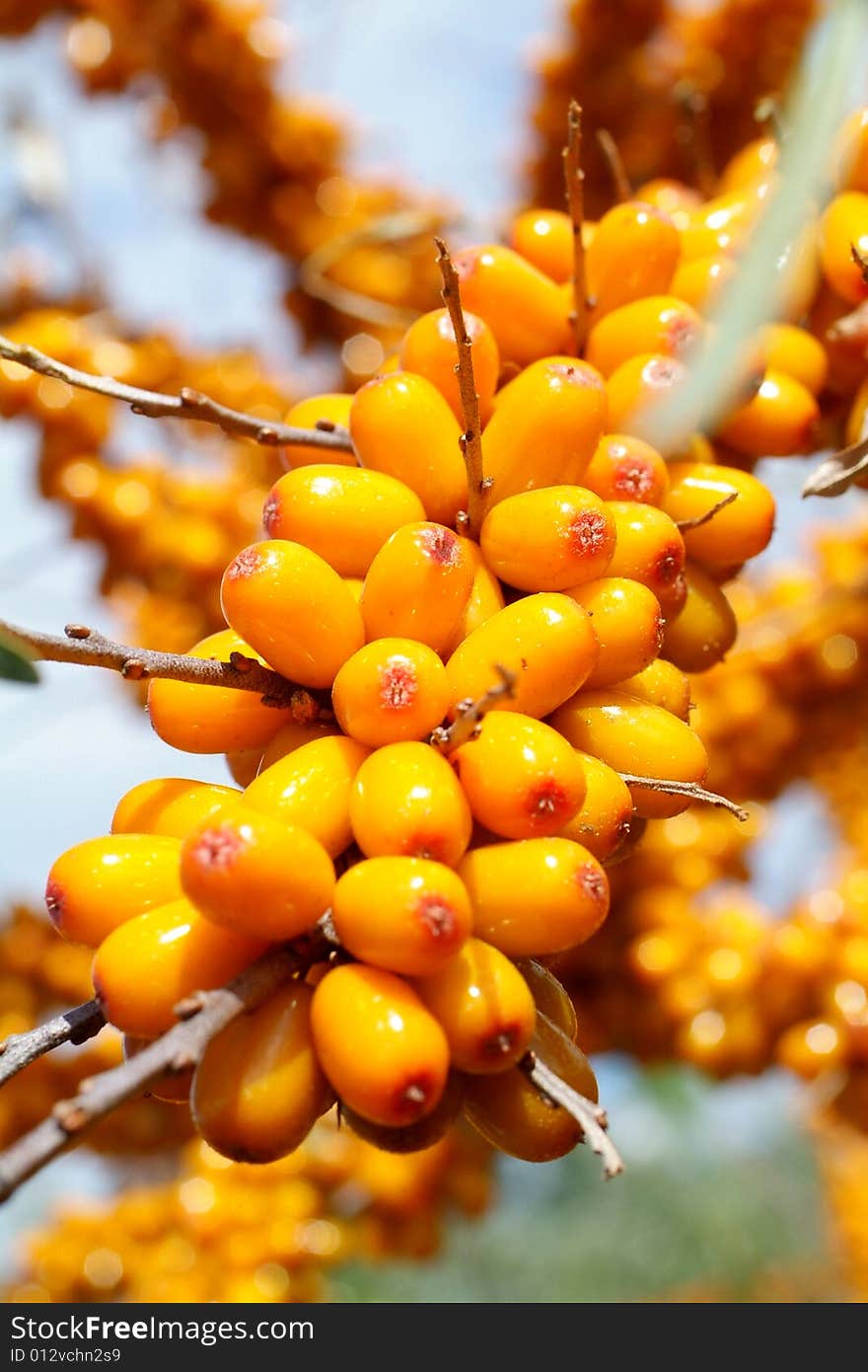 Sea-buckthorn berries