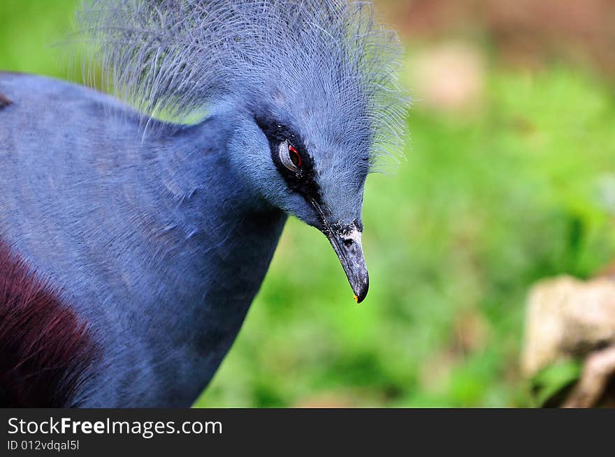 Western Crowned Pigeon