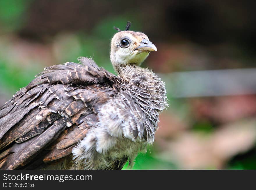 Baby peacock