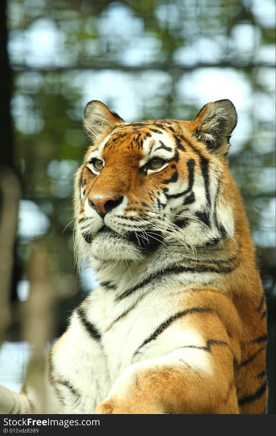 Photo of a tiger - close up