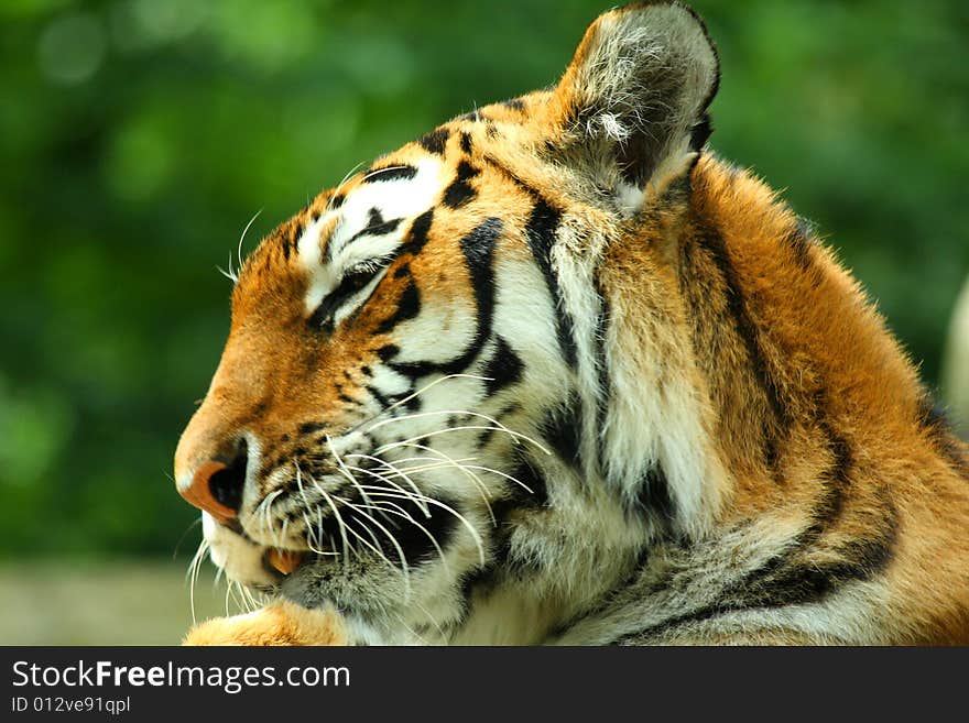 Photo of a tiger - close up