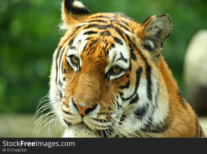 Photo of a tiger - close up