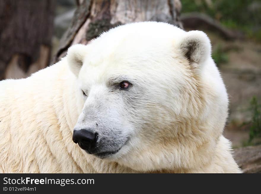 Polar bear