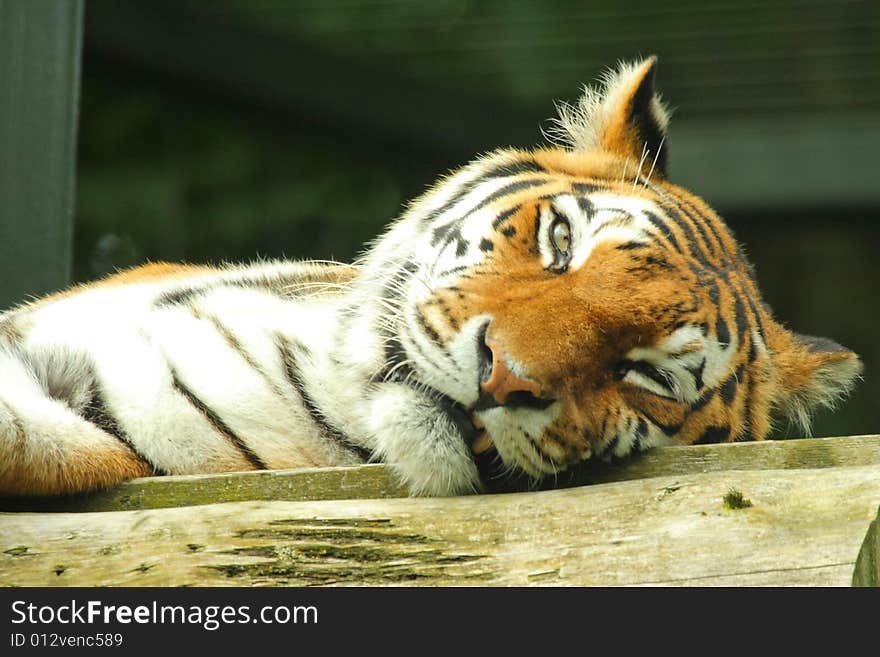 Photo of a tiger - close up